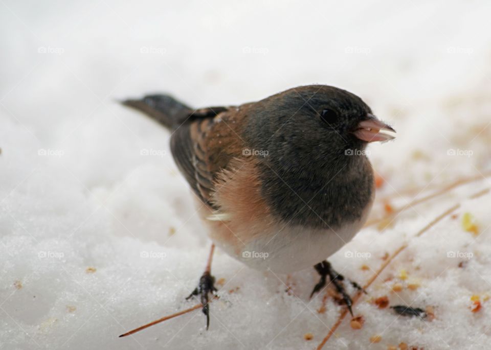 Bird perching on snow