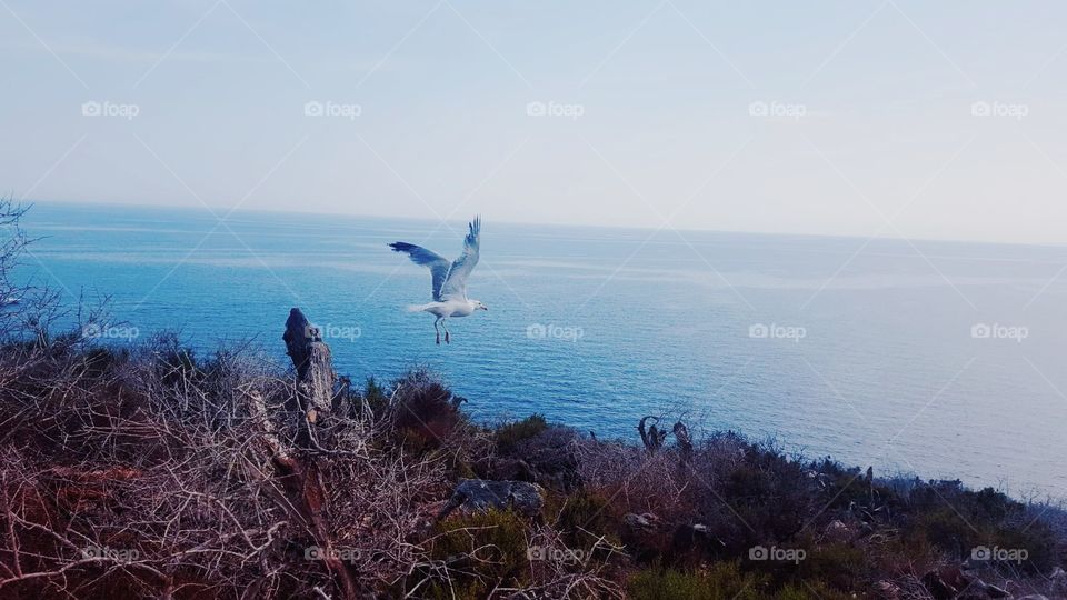 Seagull#bird#animal#sea#nature#sky#fly