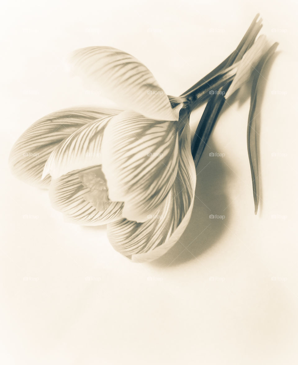 sepia tone crocus