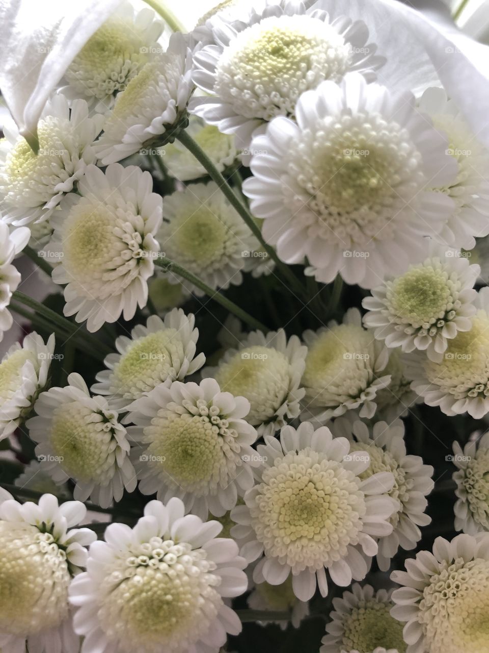 White little flowers 