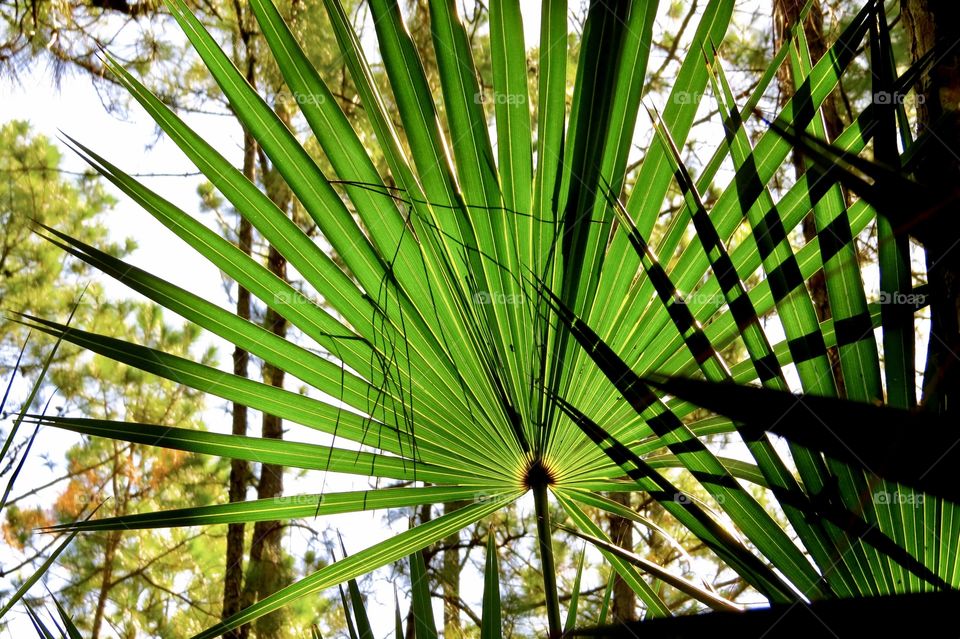 Yucca leaves overlapping 