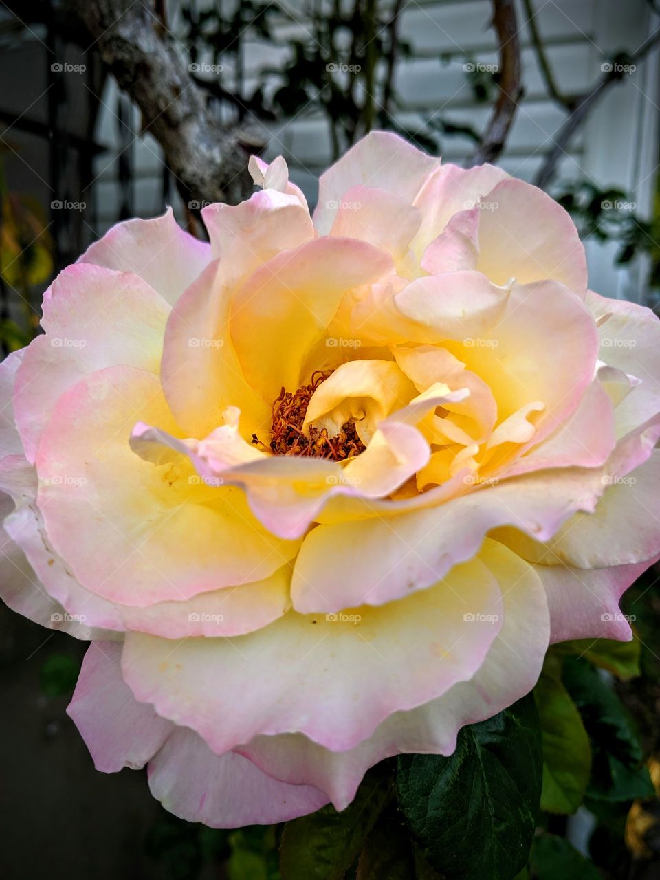 Pink and Yellow rose