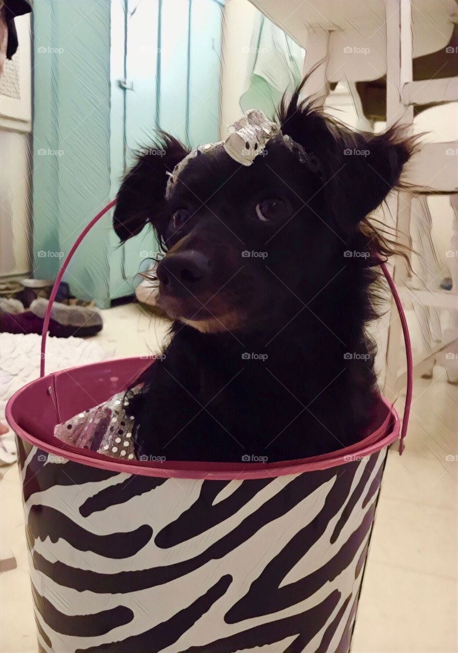 Princess black puppy in a bucket all dressed up 