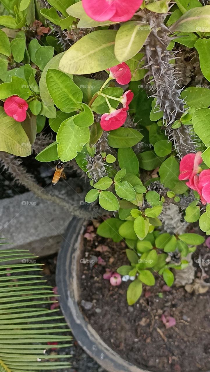 spike and beauty nature in bold colors