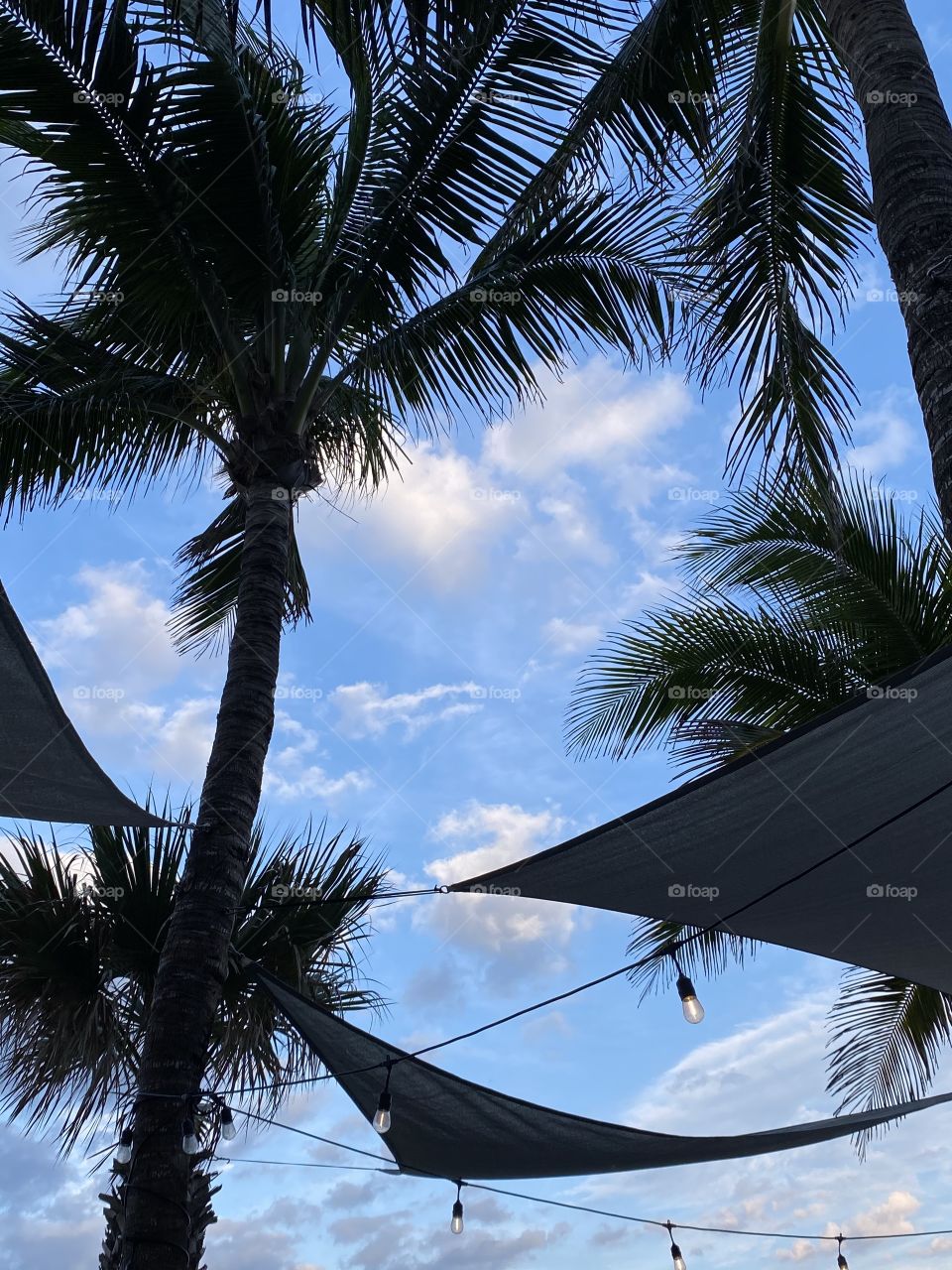Blue skies & palm trees 