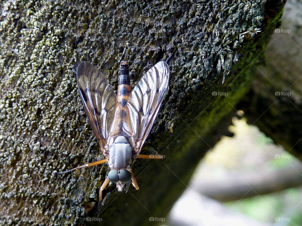 resting on a tree