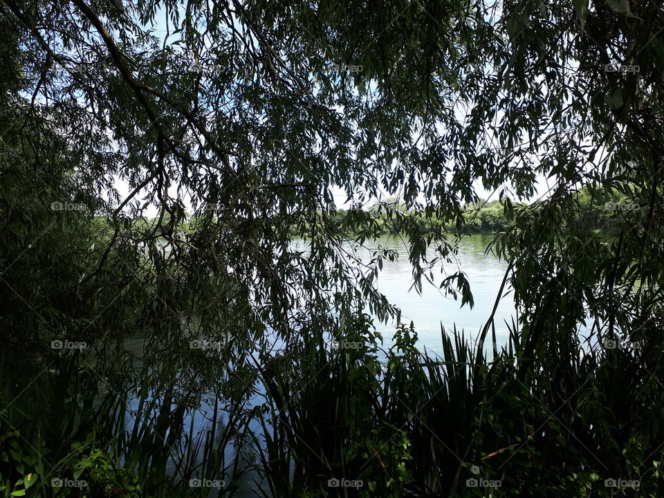 Water Beyond  Branches