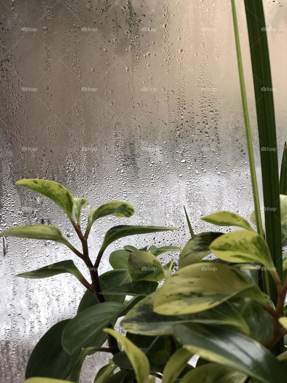 Peperomia in winter. The green story of growth and germination. Life is a constant struggle.