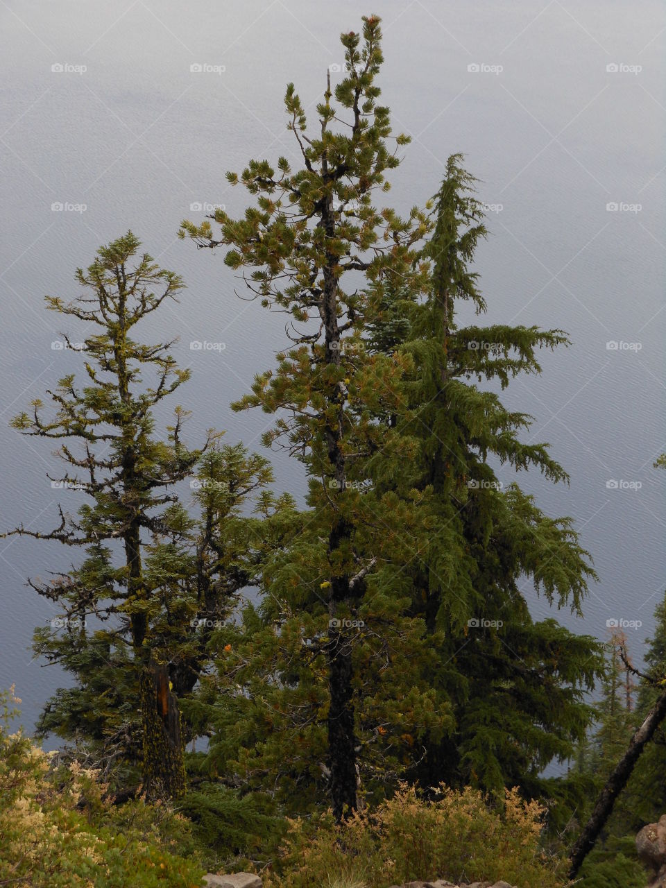 Variety of trees at forest edge 