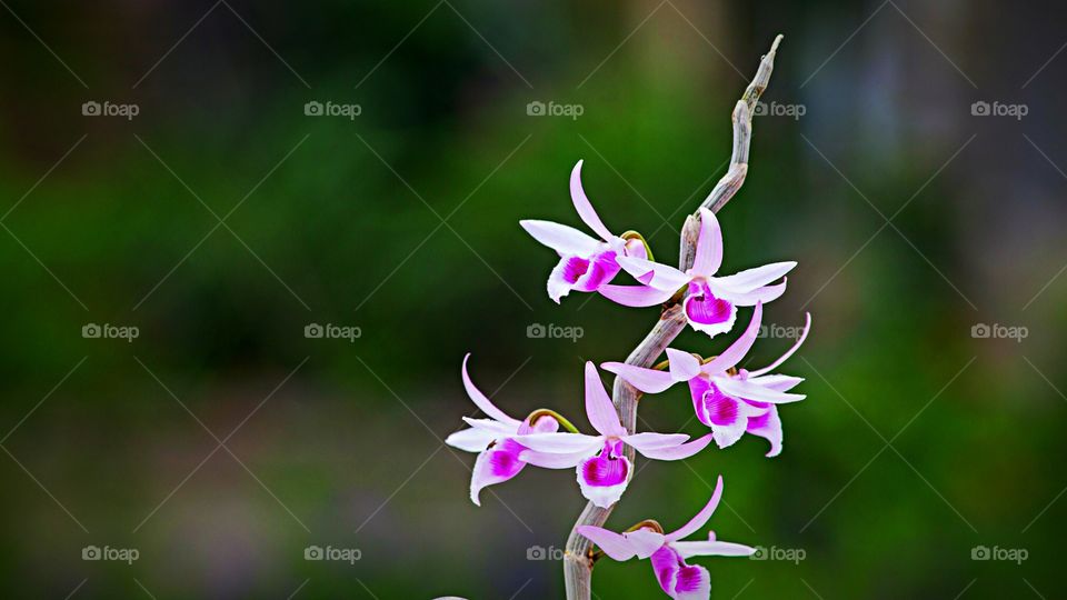 Orquídeas -
Lélia Púrpura (Laelia Purpurata) ou  Cattleya purpurata