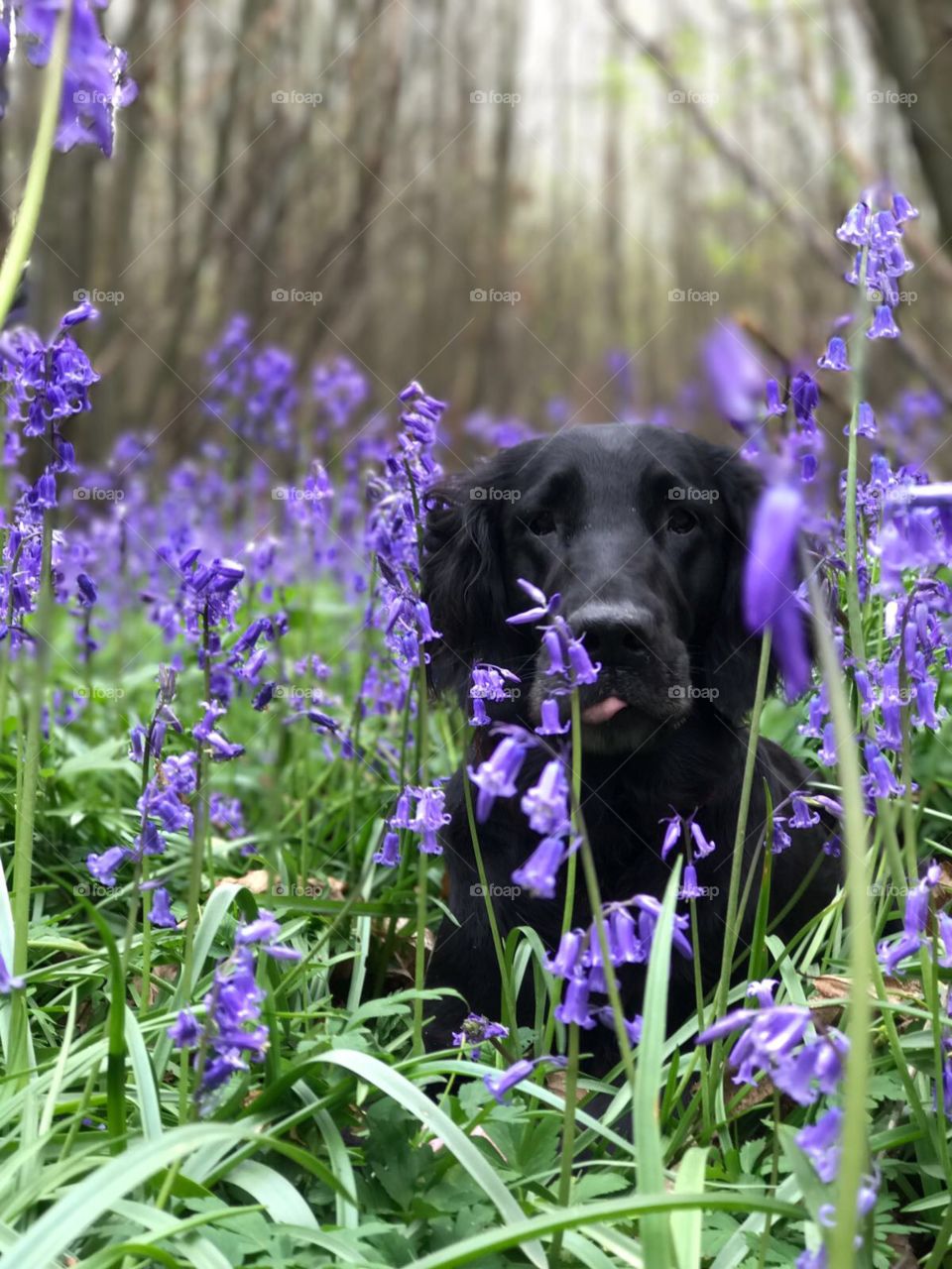 Flatcoat retriever with stunning background of bluebells And woodland 