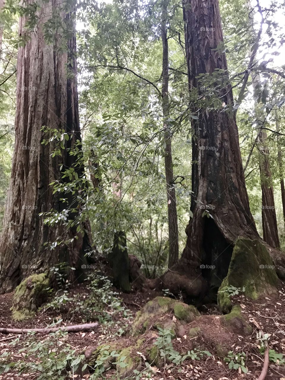 Two redwood trees in Big Basin National park in California 