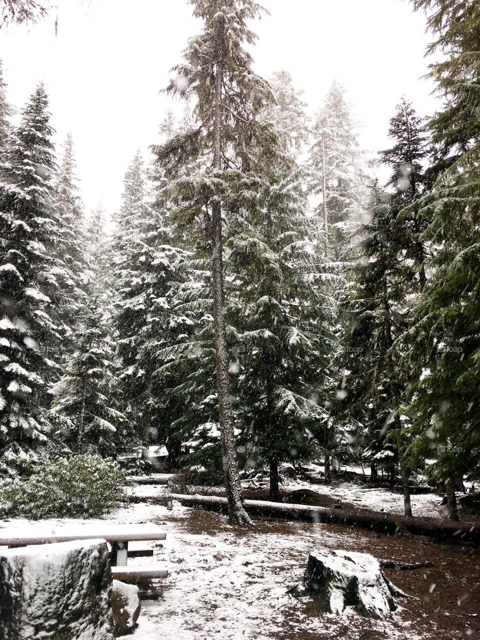 Forest in the winter. Oregon 