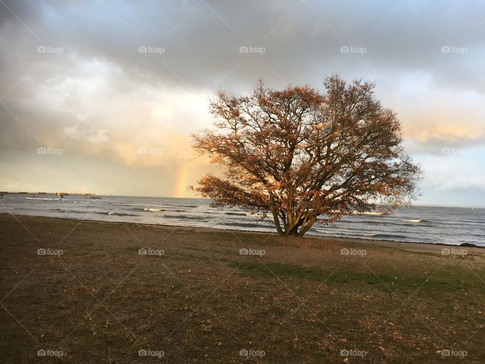 View of sea by tree