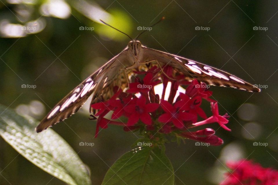 Butterfly on red flower