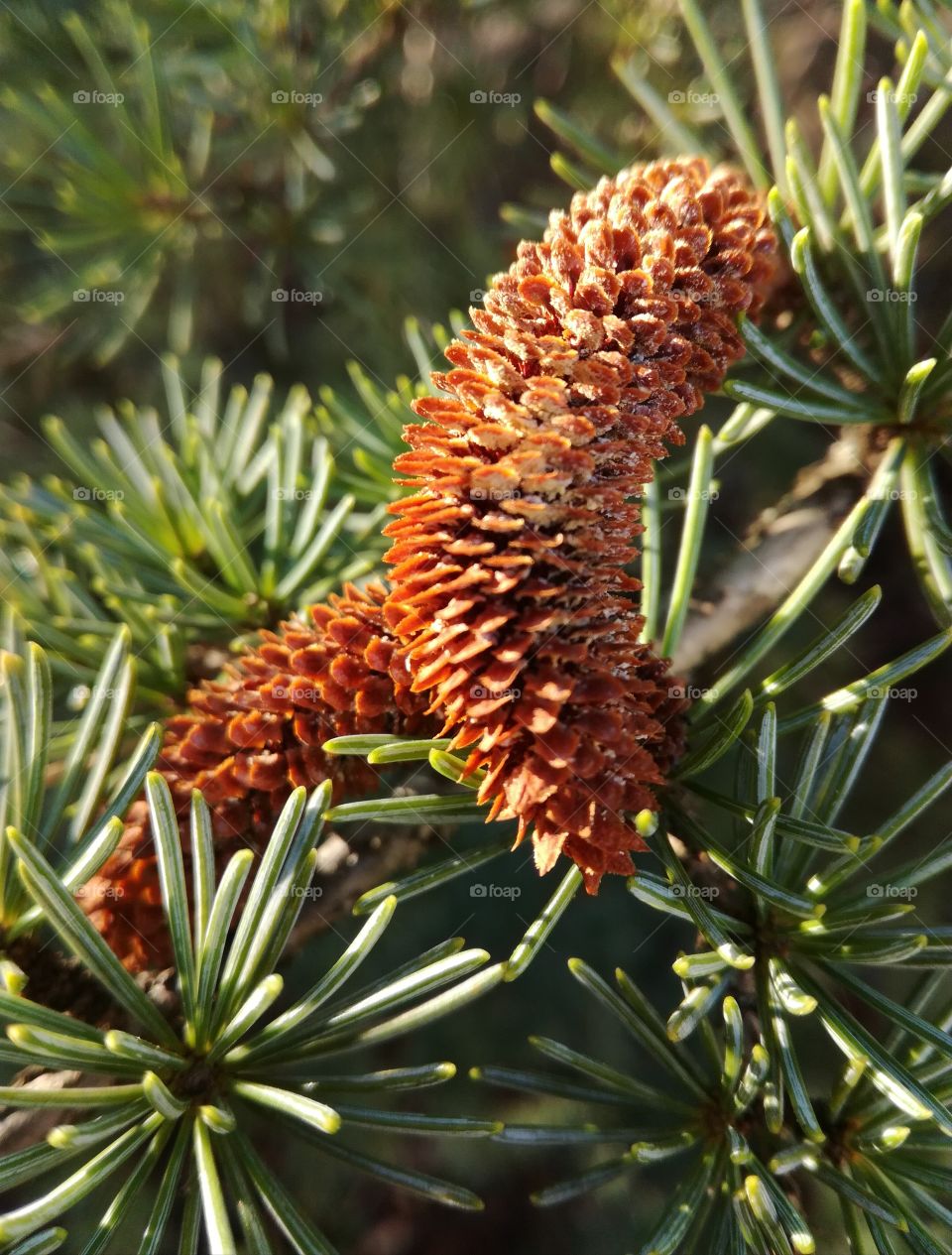 pigne de pin, coniferes