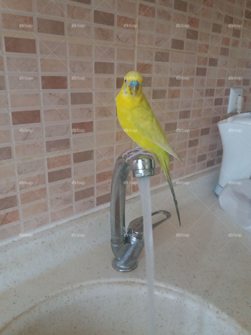 the kings of the  birds. its name is yellow.before it has a shower