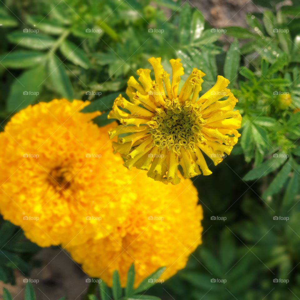 Marigold flower