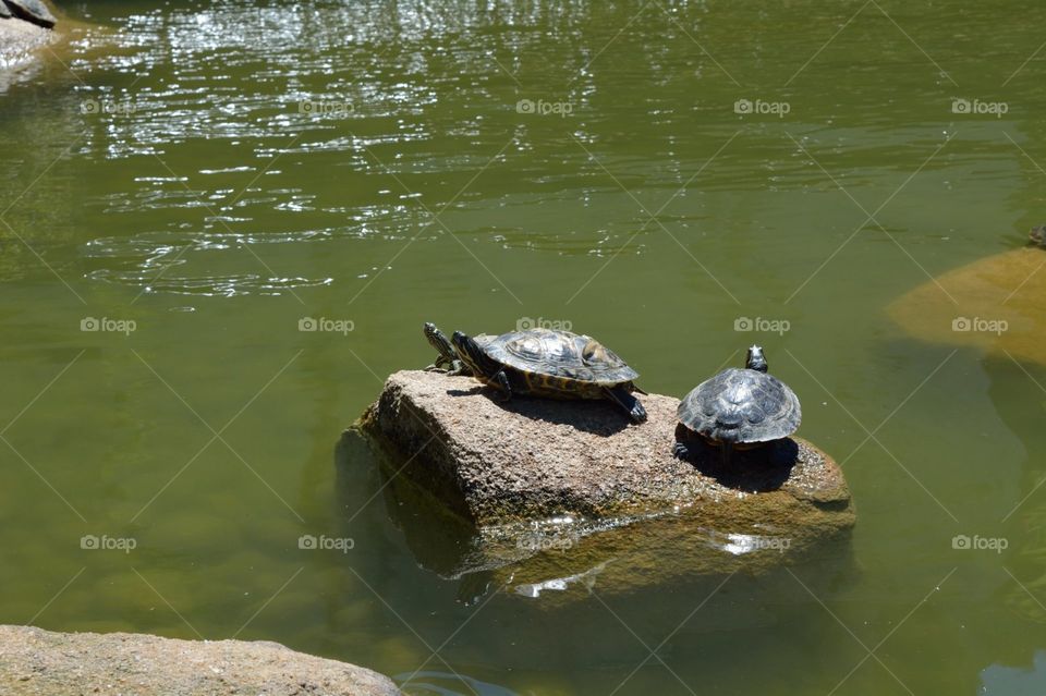 Baby turtles.