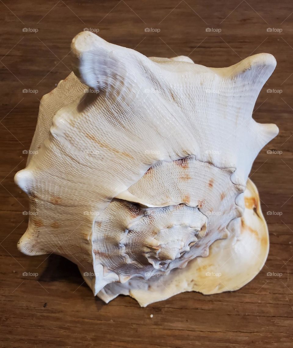Top of Helmet Conch Shell