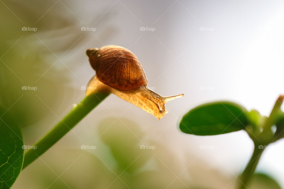 little snail mollusca gastropoda