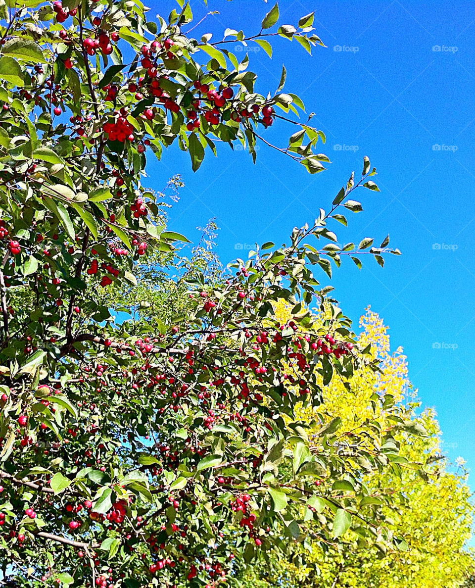 sky tree fall autumn by campbellrobertson