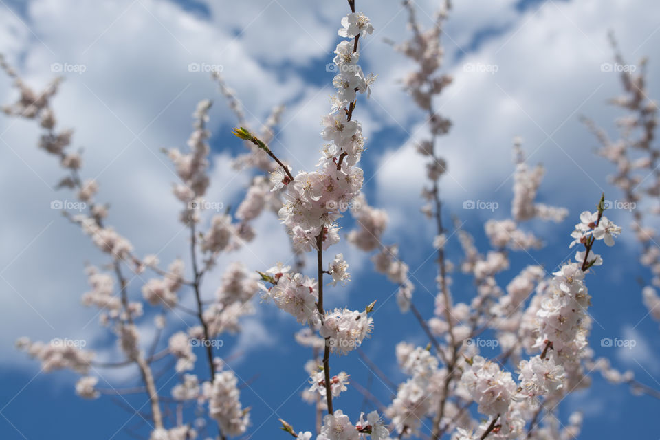 Cherry blossom or  Sakura flower with blue sky and clouds