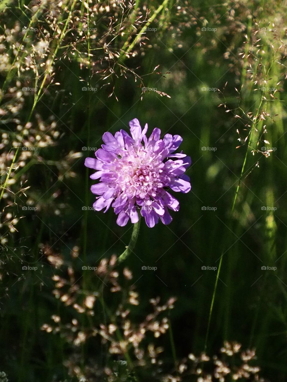 At the edge of the forest