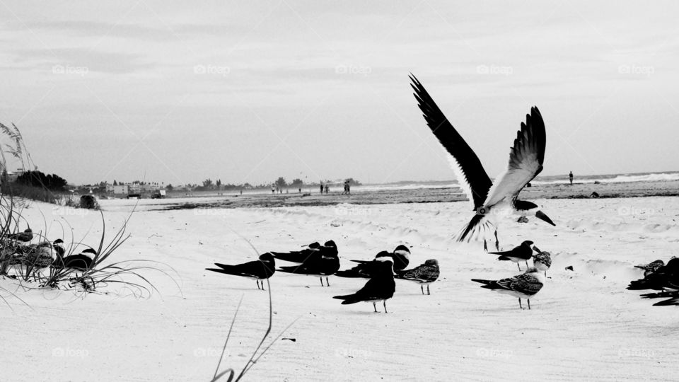 Birds . Took this picture at St. Petersburg beach during my vacation to the Florida's west coast.  
