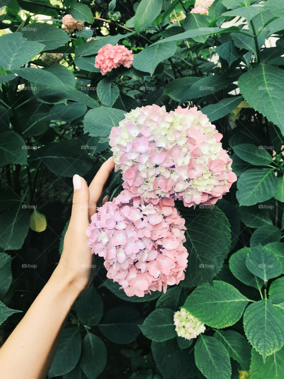 Pink flower, gartensia, girl's hand, closeup. Plants, garden, grass, summer