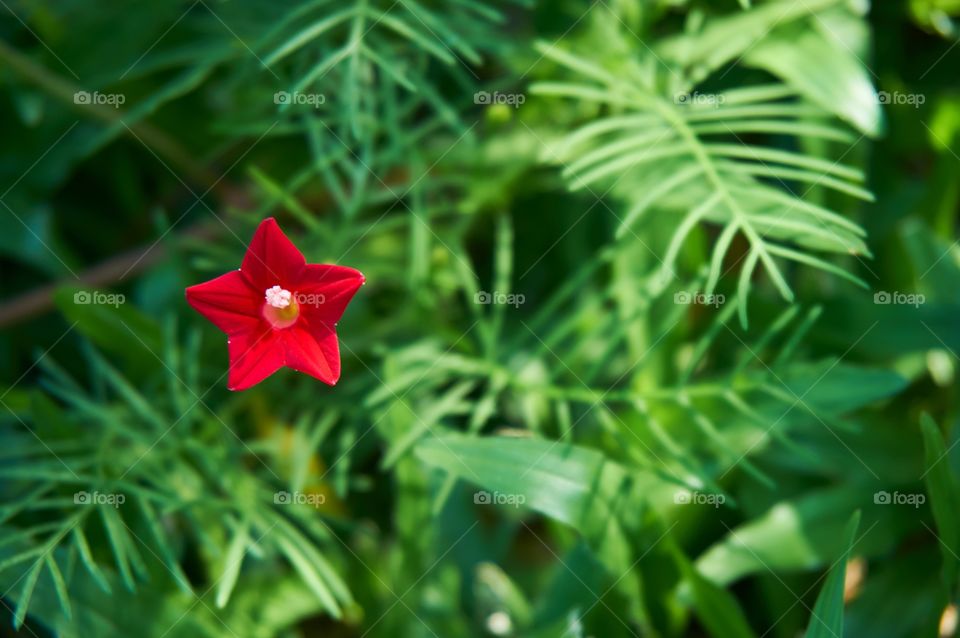 Red flower on blur background 