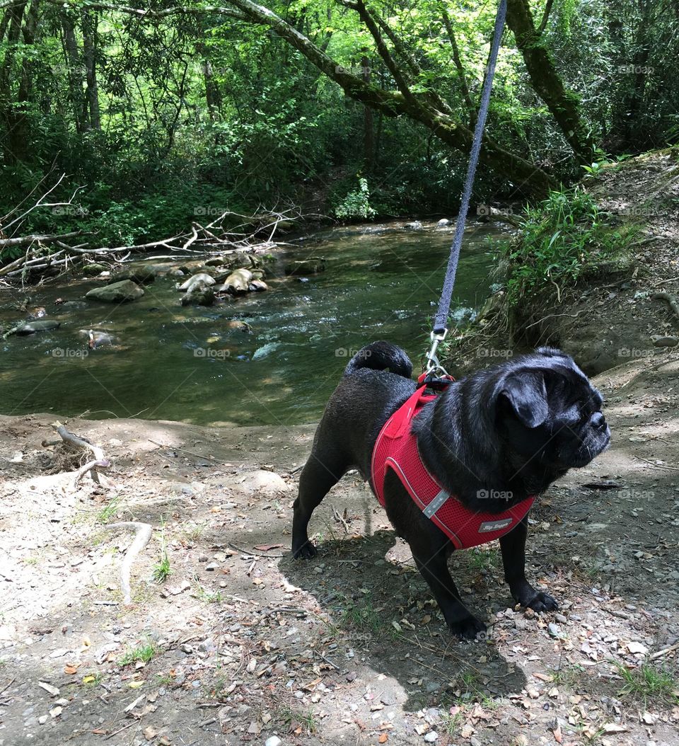 Pug On Creek