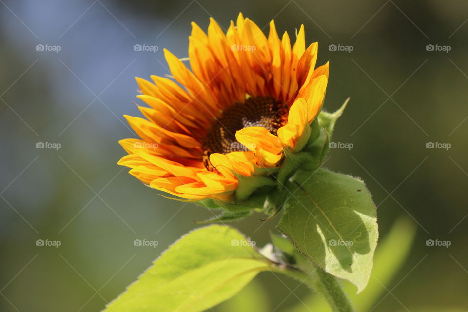 it's going to be a bright sunshiny day for the blooming sunflowers