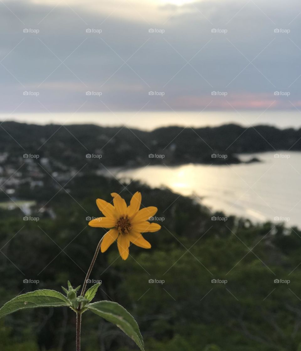 Pequeña flor y una vista espectacular 