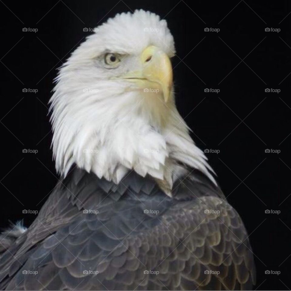 Bald eagle