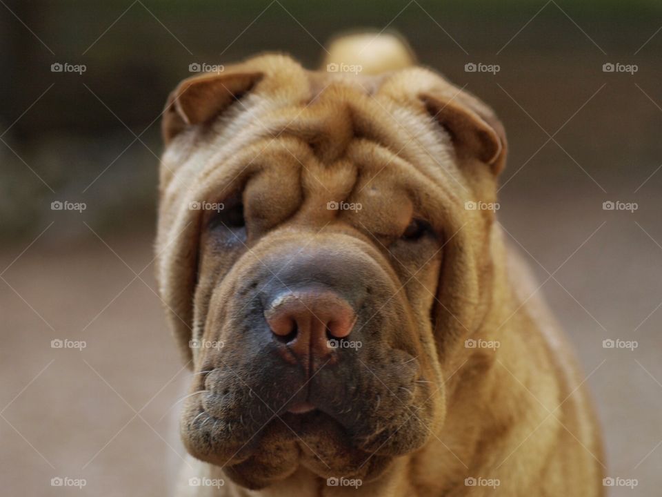 Blind sharpei