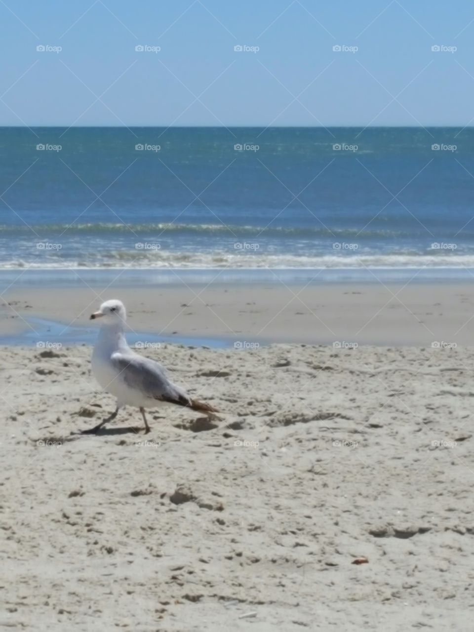 sea gull on the shore