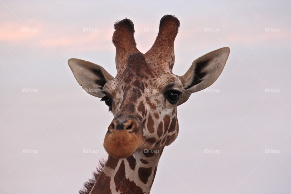 giraffe portrait