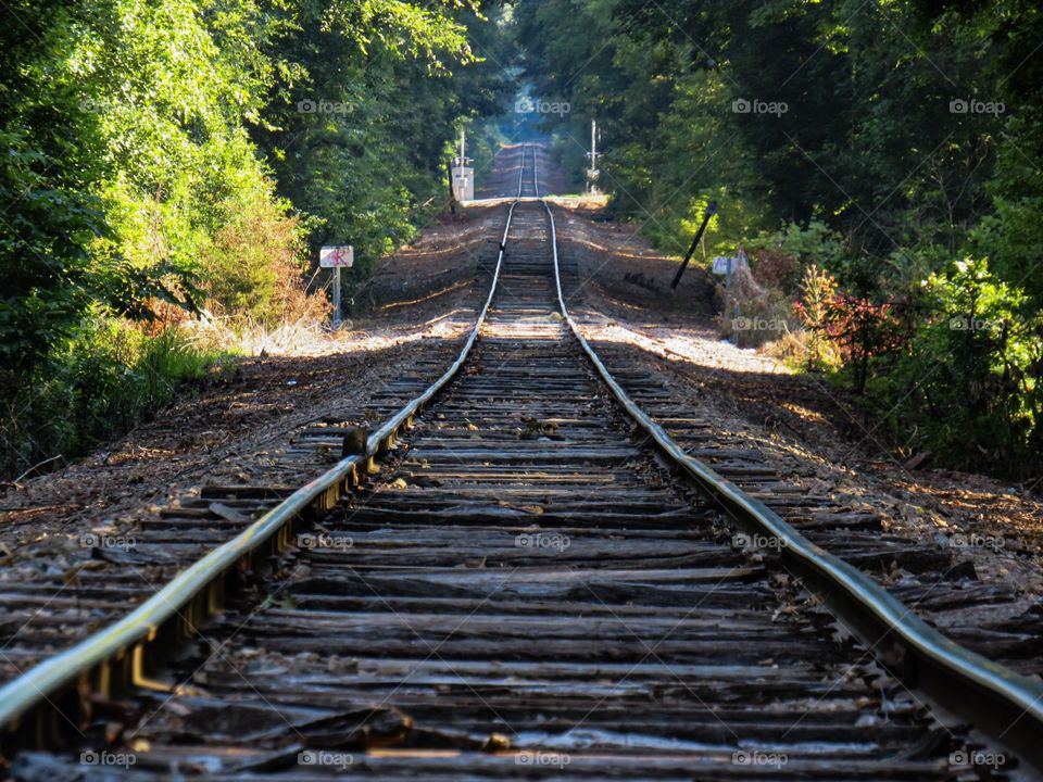Railroad tracks are beautiful especially when they are surrounded by trees and nature.