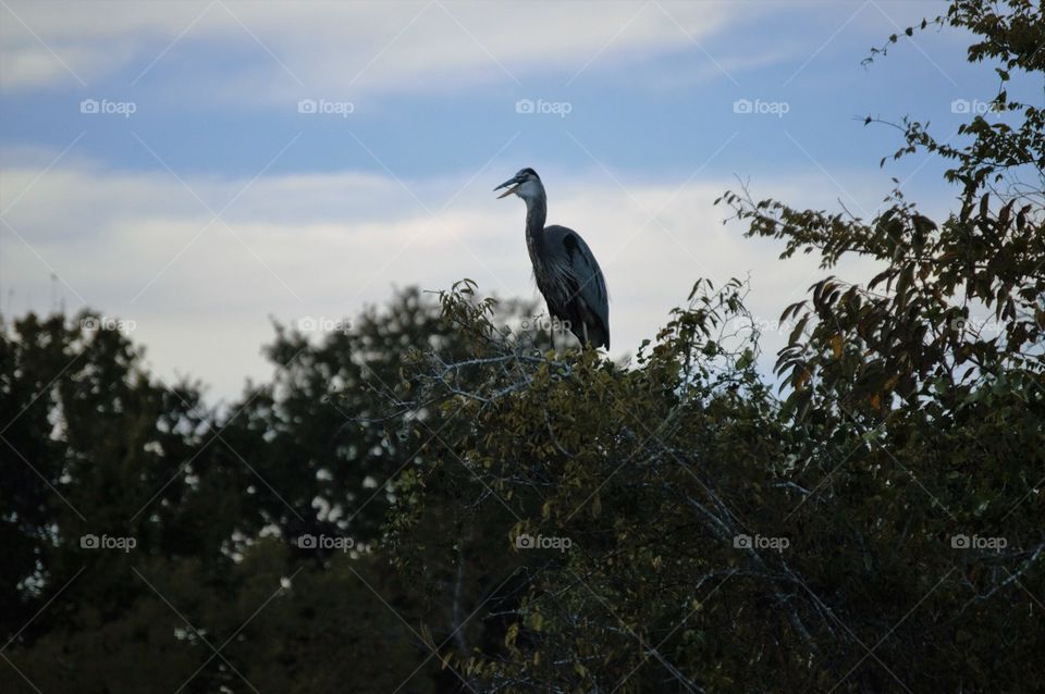 Great Blue Heron