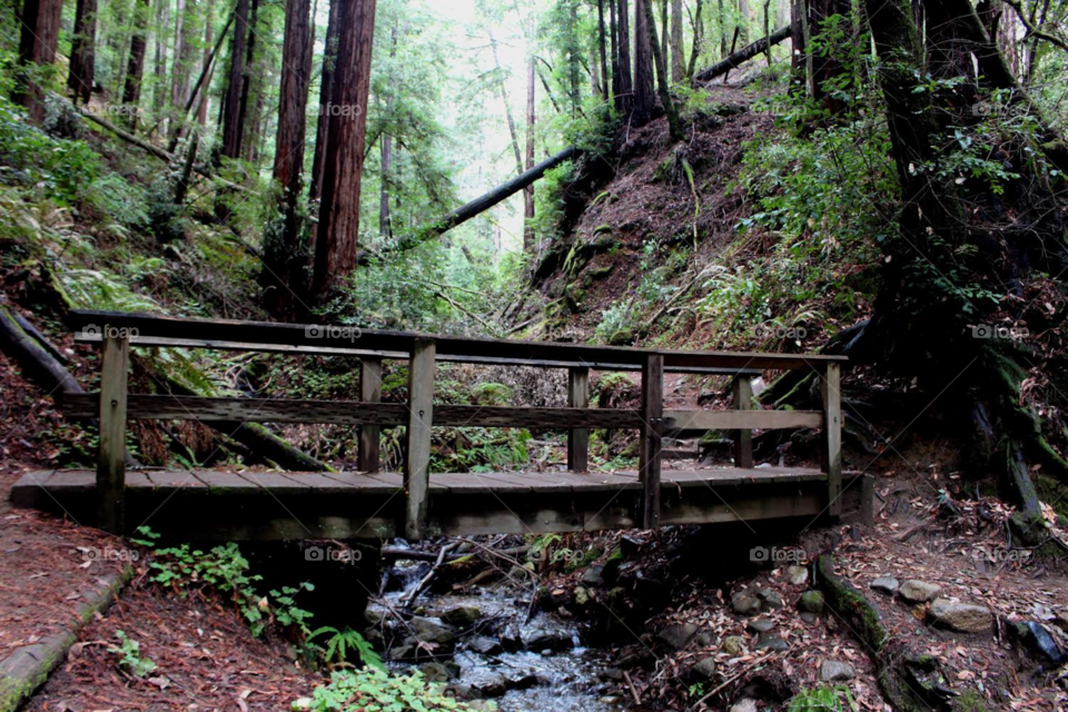 Bridge in the Henry Cowell redwoods 