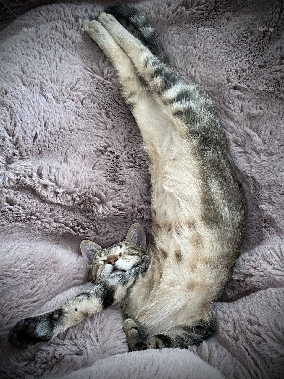 Tender pet moments. Here’s Leo and his purple blanket, sleeping oh so comfortably!