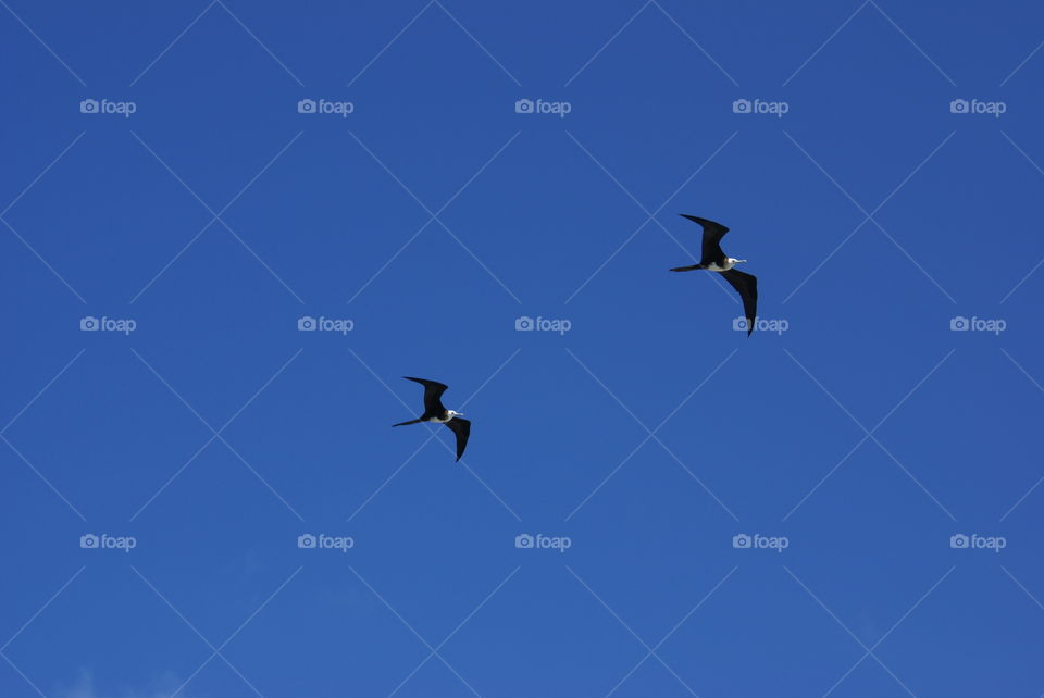 Birds flying in the clear Blue Sky