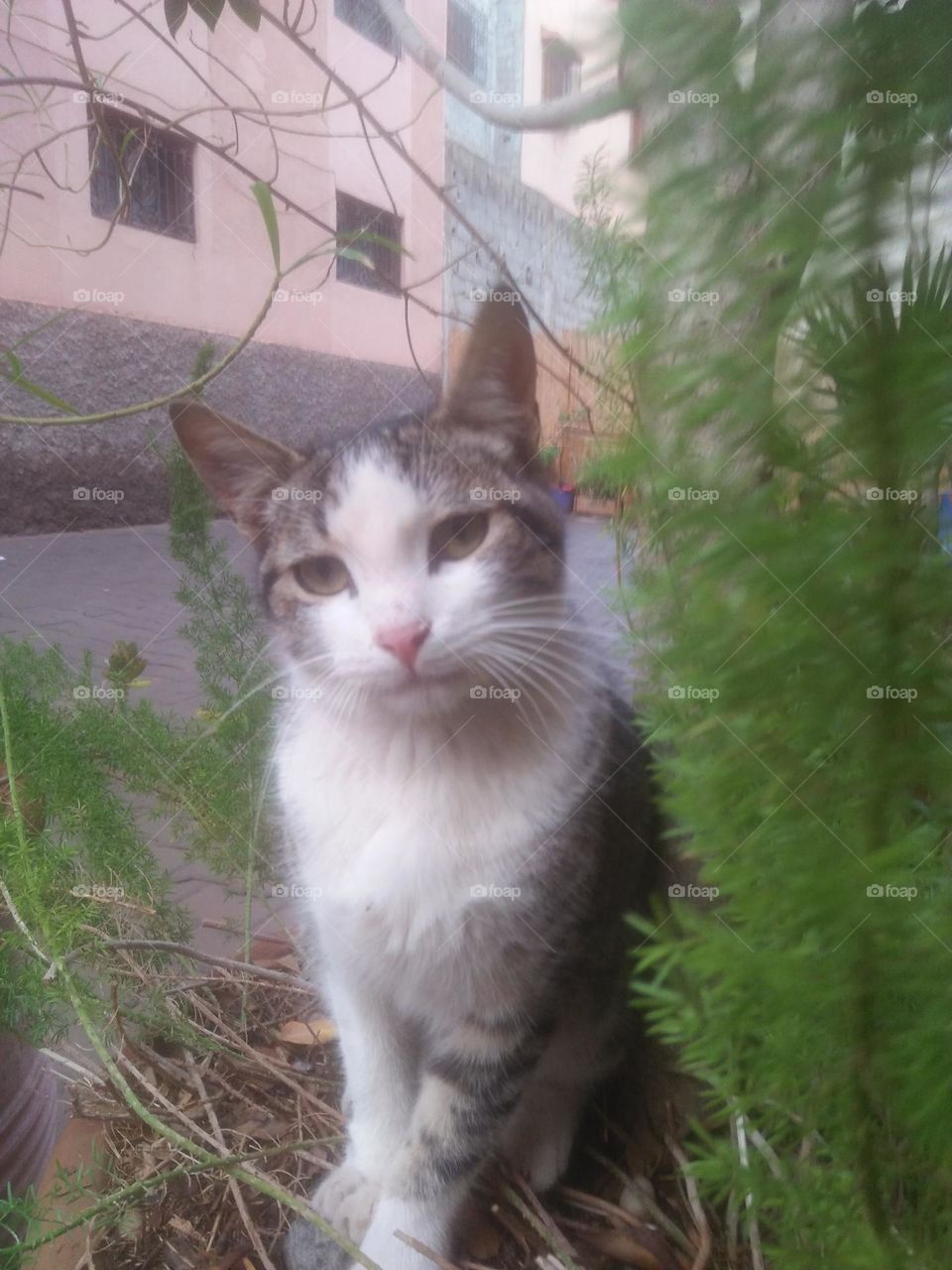 Beautiful cat looking at camera.