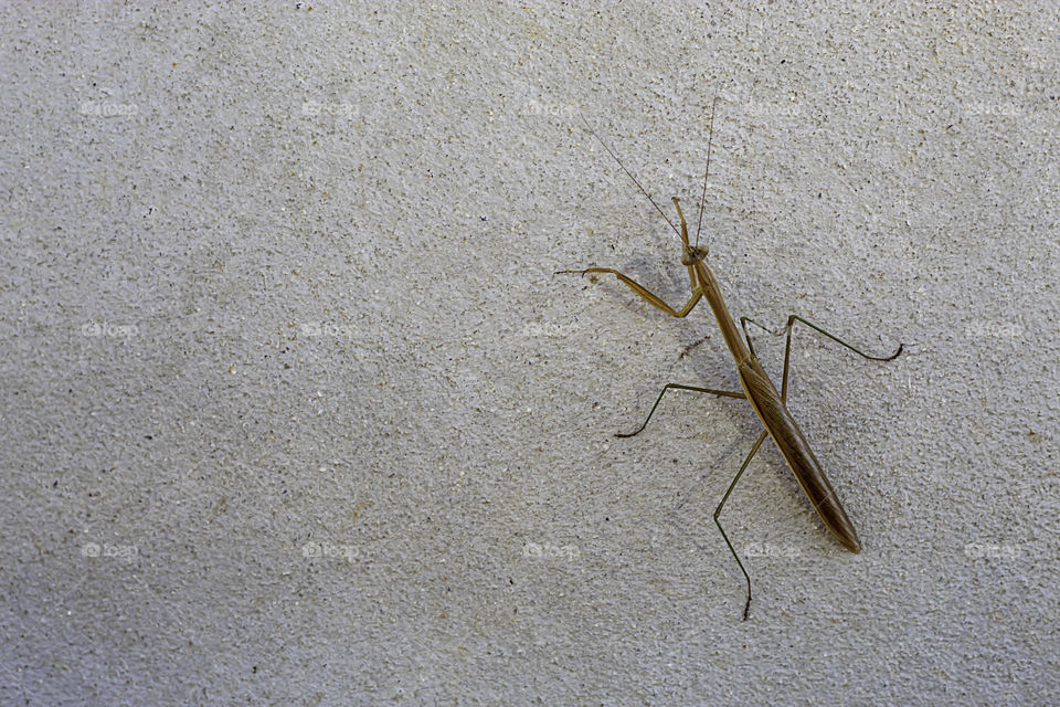 Brown grasshopper on the cement walls.