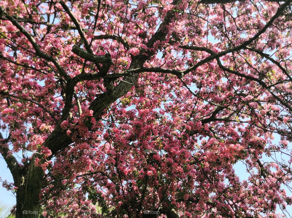 Cherry blossoms