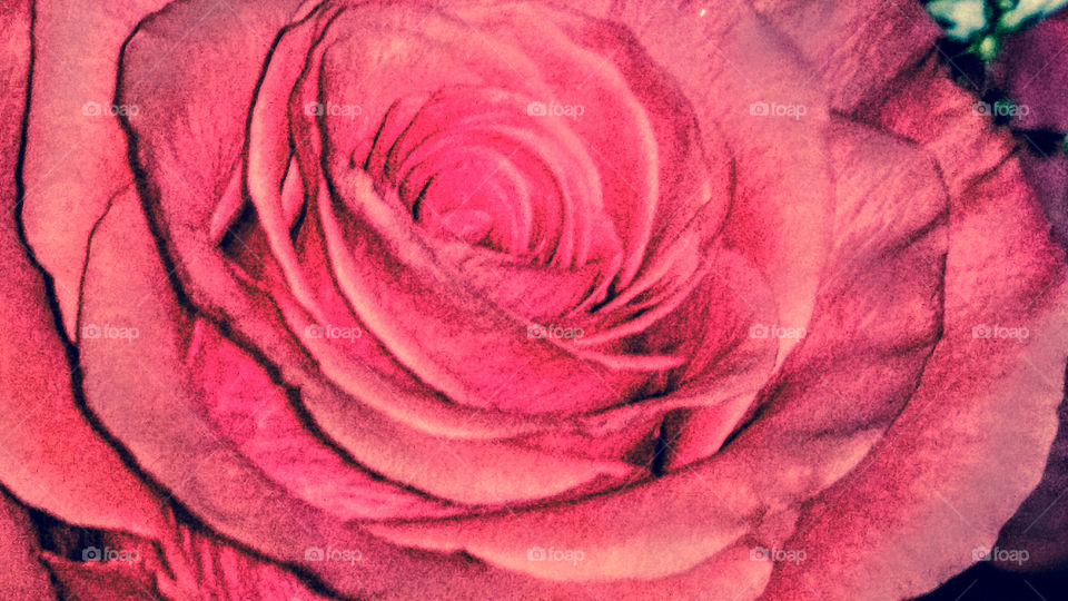 Rose, Flower, Love, Romance, Petal