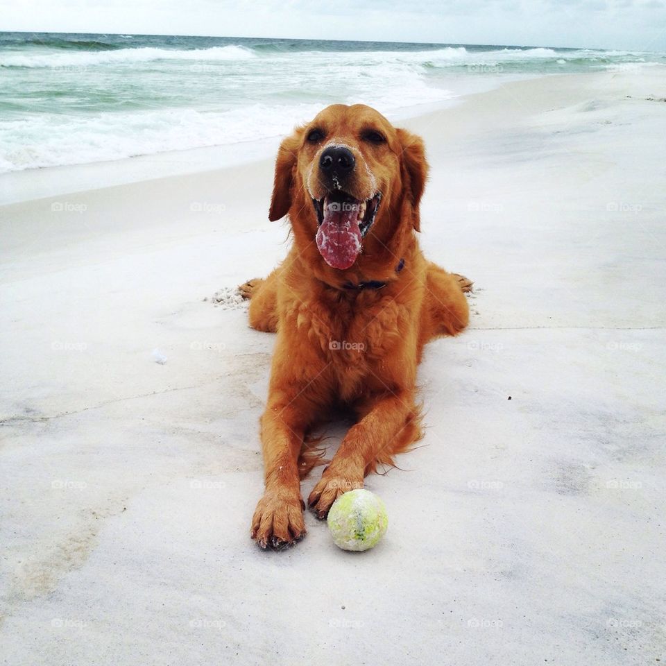 Beach pup