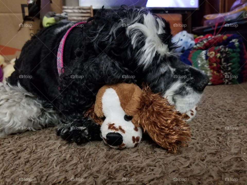 dog and stuffed