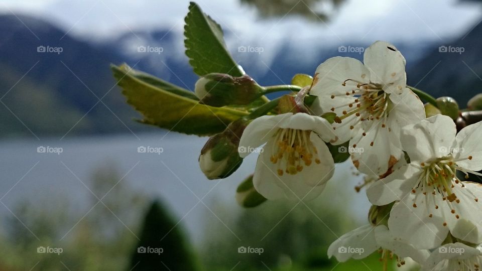 Cherry flowers